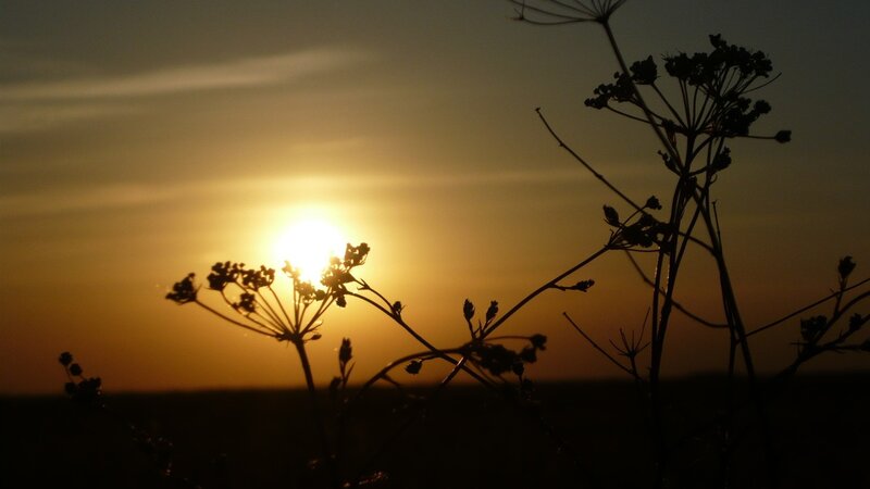 Silhouetted Plants at Sunset — Photograph