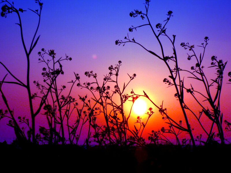 Silhouetted Plants at Sunset — Purple, Dramatic
