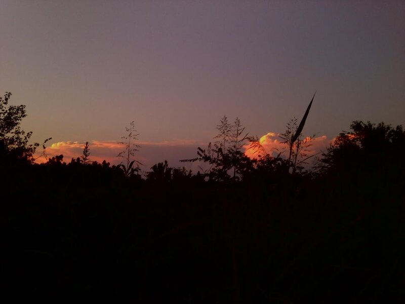 Silhouetted Plants at Sunset — Purple