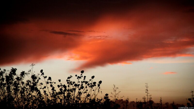 Silhouetted Plants at Sunset — Red, Dramatic