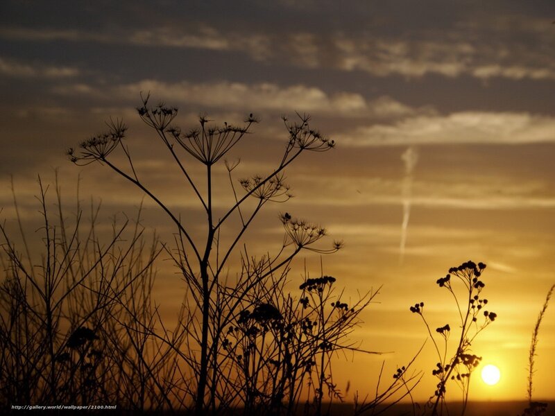 Silhouetted plants at sunset