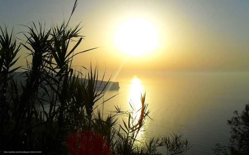 Silhouetted Plants at Sunset — Yellow, Serene