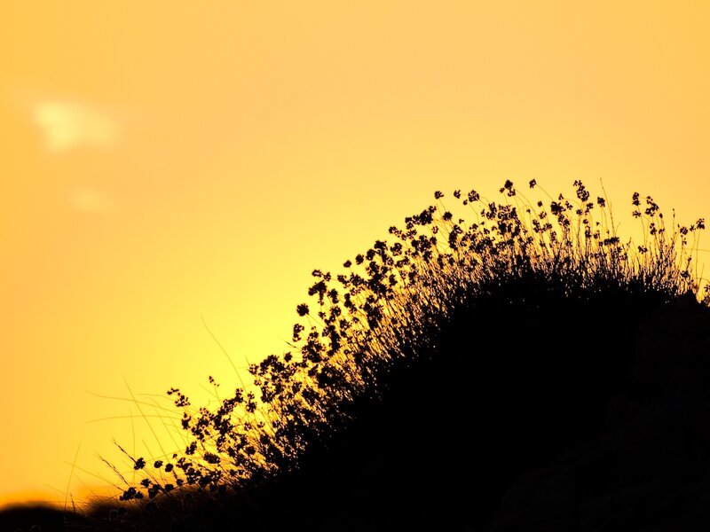 Silhouetted Plants at Sunset — Yellow