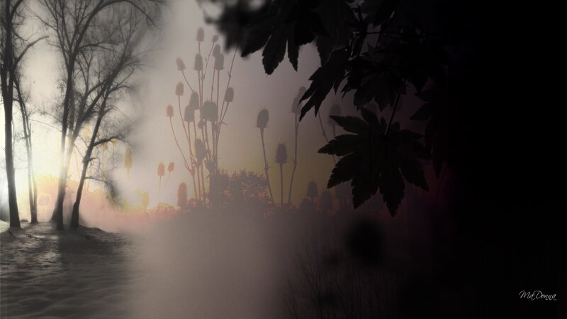 Silhouetted Plants in Fog
