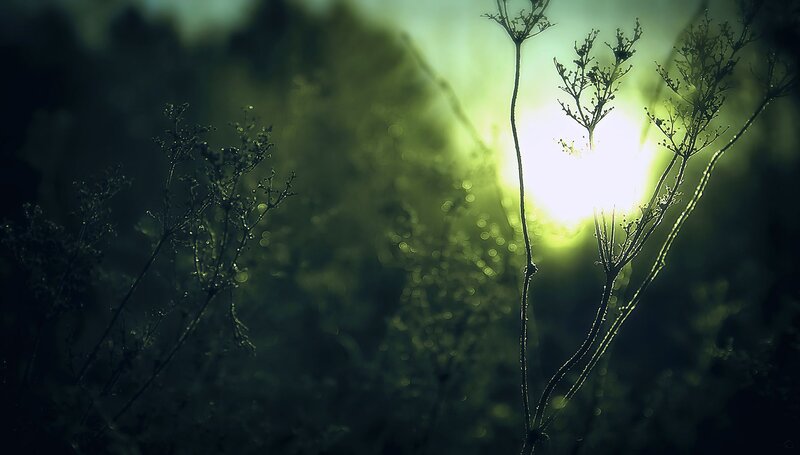 Silhouetted Plants in Sunlight