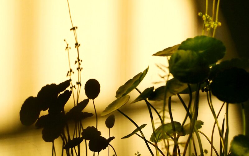 silhouetted plants in warm light
