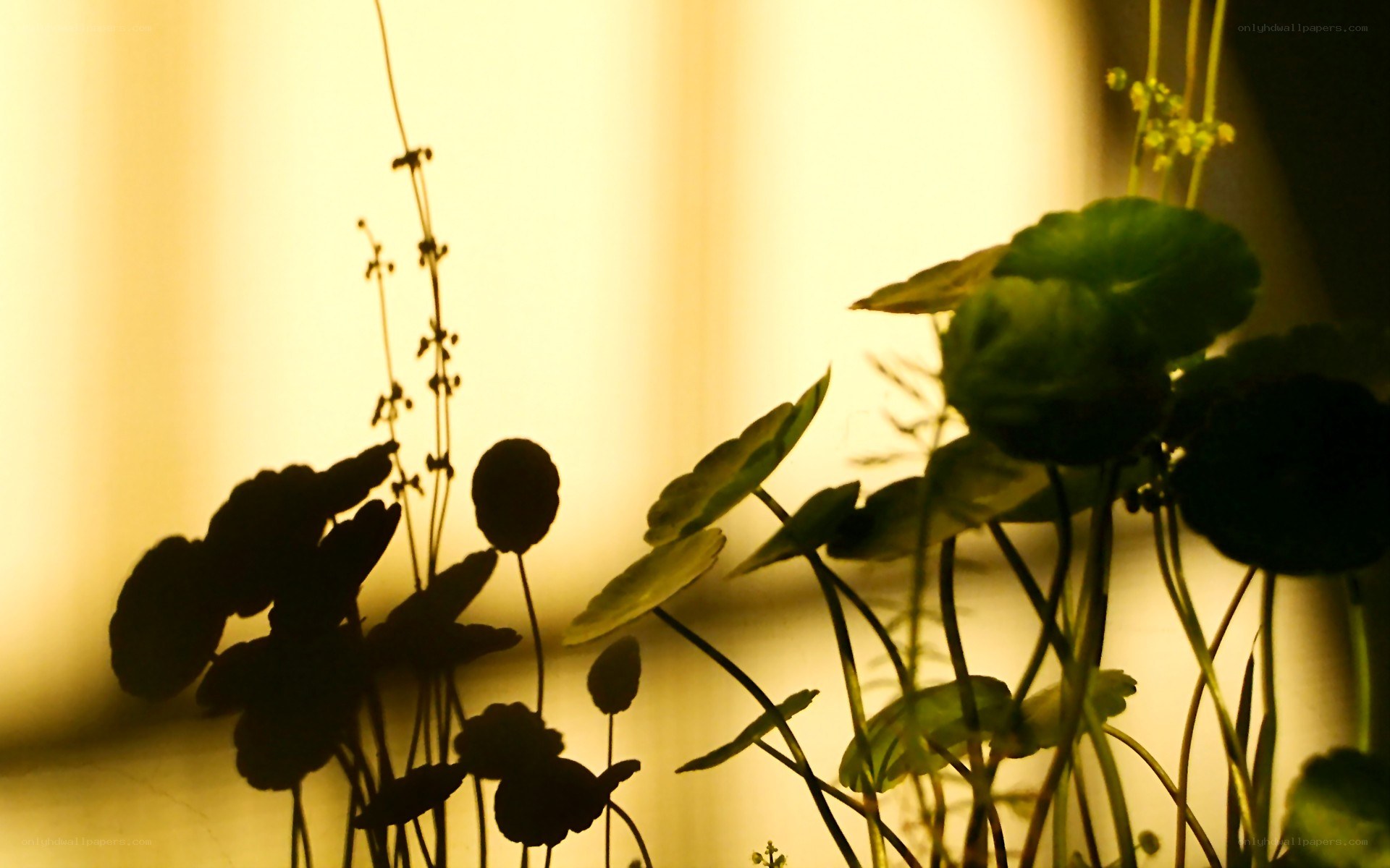 silhouetted plants in warm light