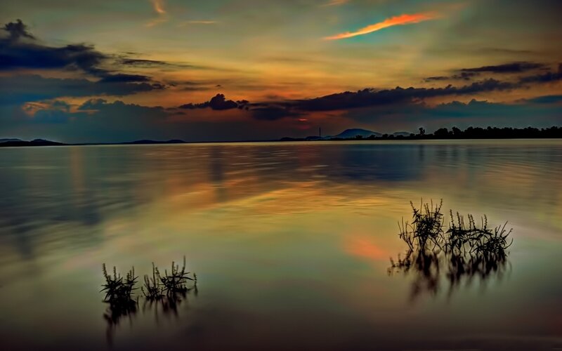 Silhouetted Plants in Water
