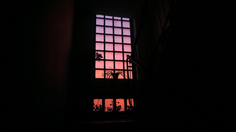 Silhouetted Plants in Window