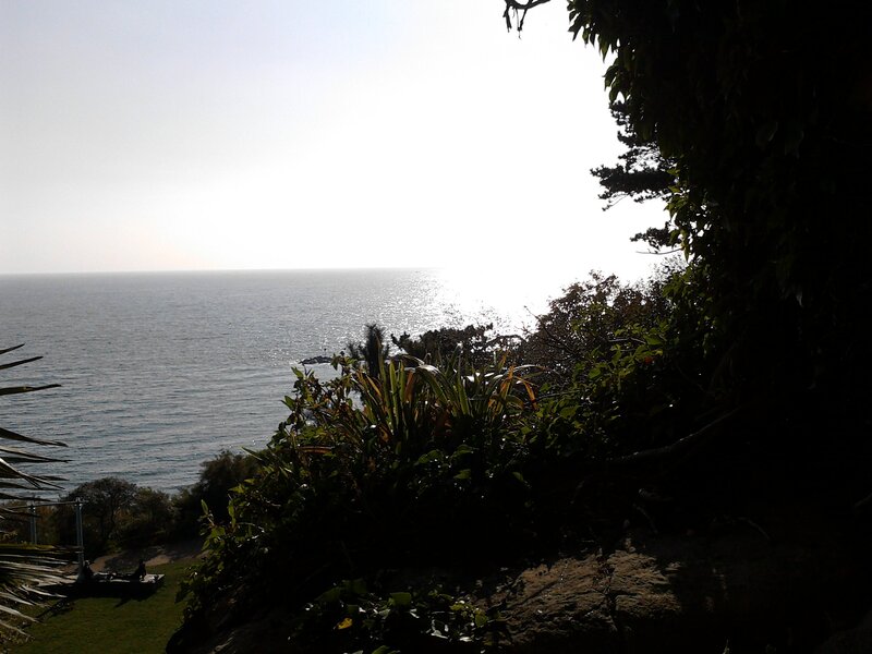 Silhouetted Plants Overlooking Sea