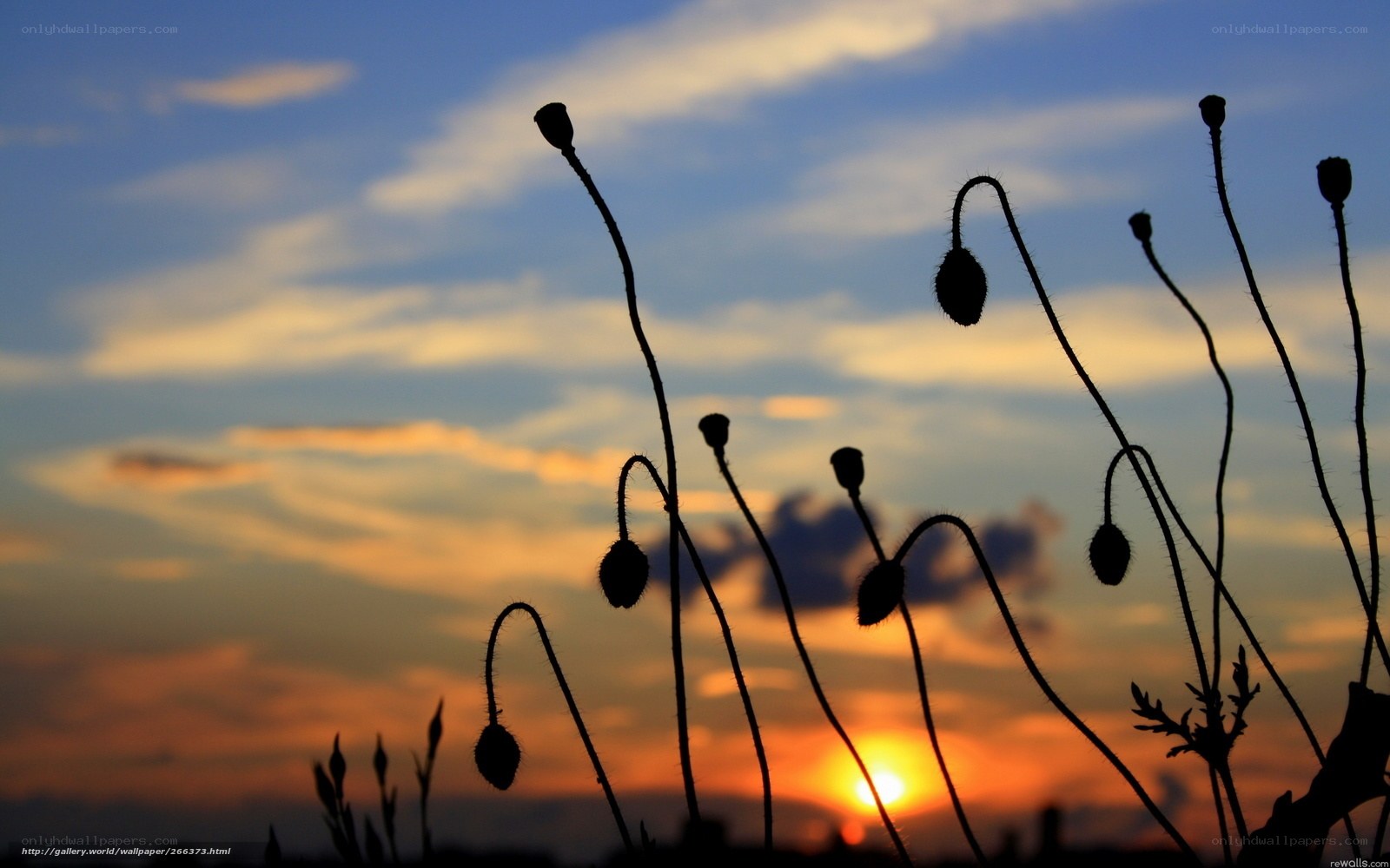 Silhouetted poppy buds at sunset