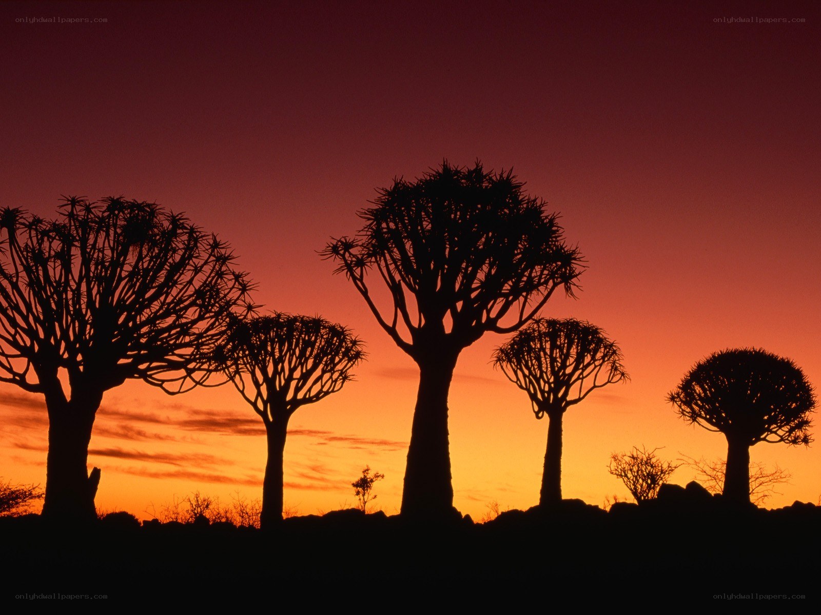 Silhouetted quiver trees at sunset