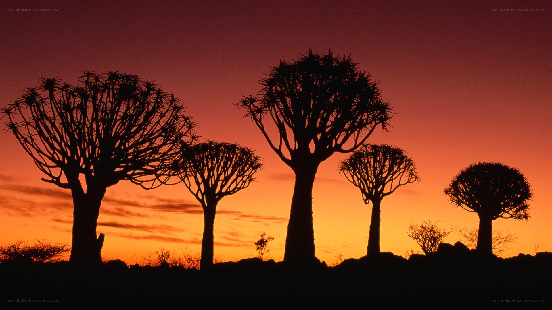 Silhouetted quiver trees at sunset