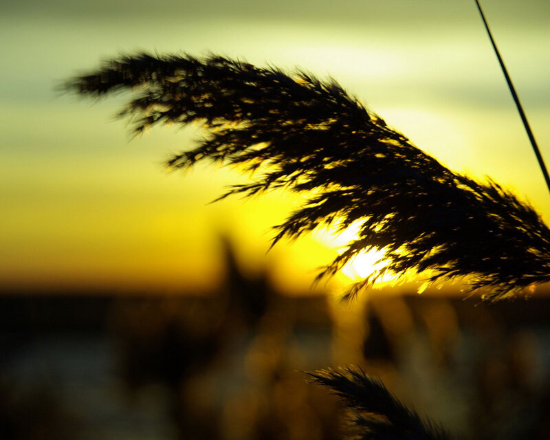 Silhouetted Reed at Sunset