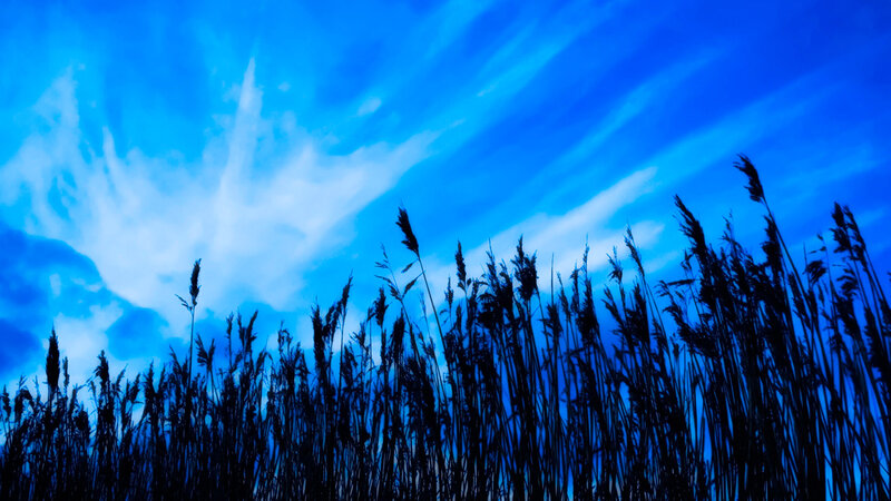 Silhouetted Reeds Against Sky