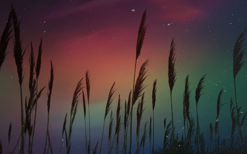 Silhouetted Reeds at Night — Purple