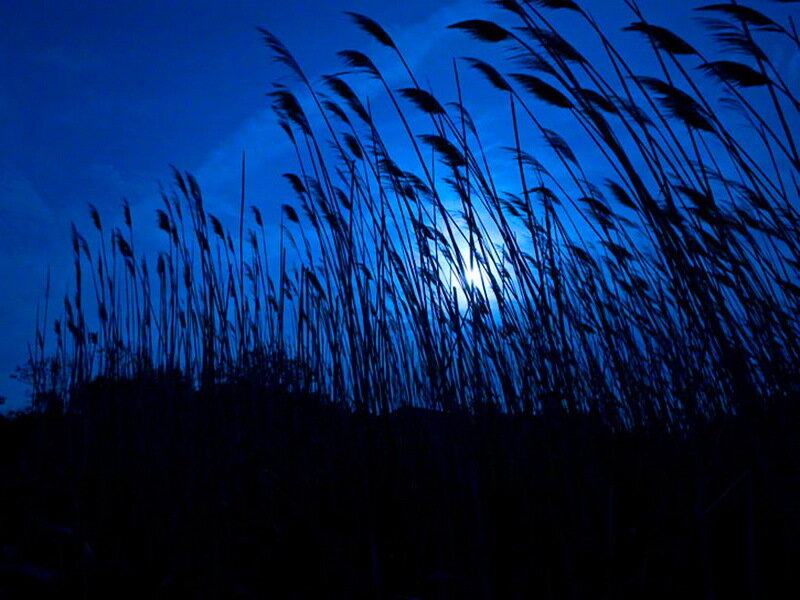 Silhouetted Reeds at Night