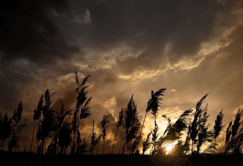 Silhouetted reeds at sunset