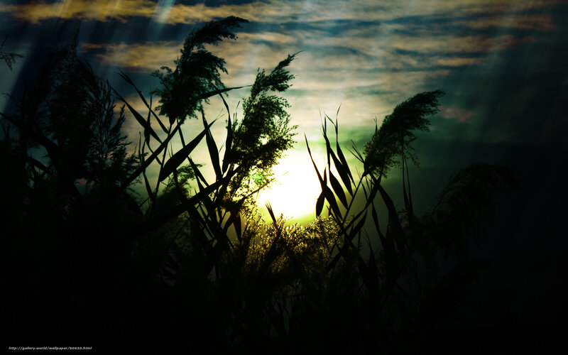 Silhouetted Reeds at Sunset — Black