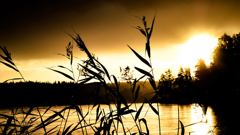 Silhouetted Reeds at Sunset — Gold, Serene