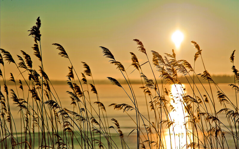Silhouetted Reeds at Sunset — Gold