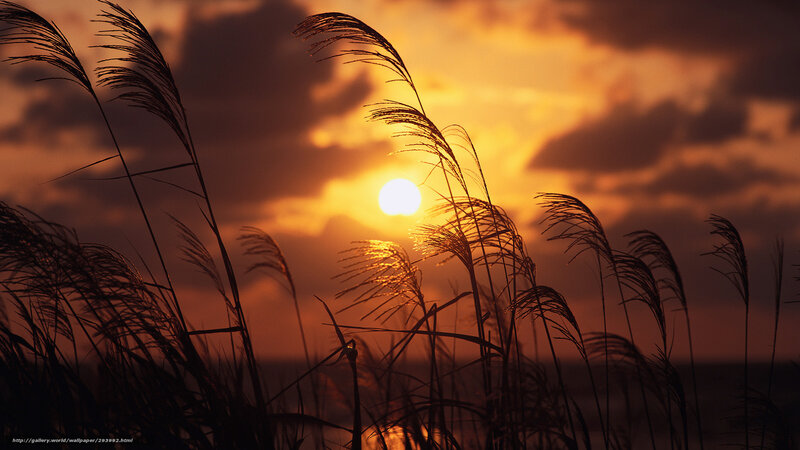 Silhouetted Reeds at Sunset — Orange, Dramatic, Photograph, Sun