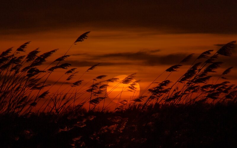 Silhouetted Reeds at Sunset — Orange, Dramatic, Photograph