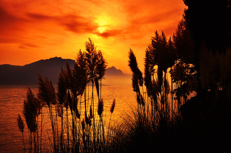 Silhouetted Reeds at Sunset — Orange, Dramatic