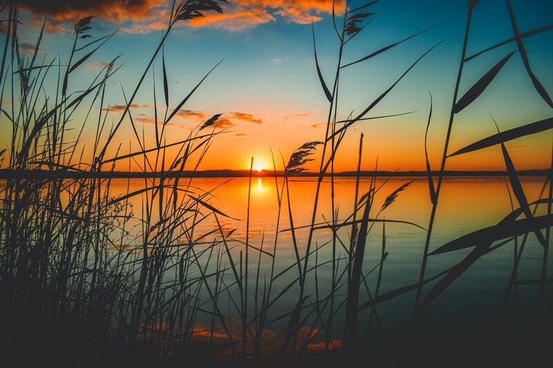 Silhouetted Reeds at Sunset — Orange, Serene, Photograph, Sun, Lake