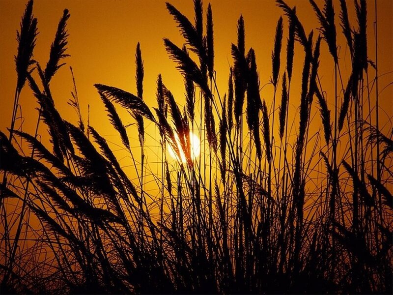 Silhouetted Reeds at Sunset — Orange, Serene, Photograph, Sun, Sky, Grass, Black