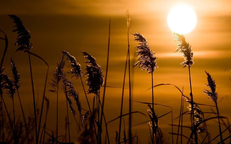 Silhouetted Reeds at Sunset — Orange, Serene, Photograph, Sun, Sky, Grass
