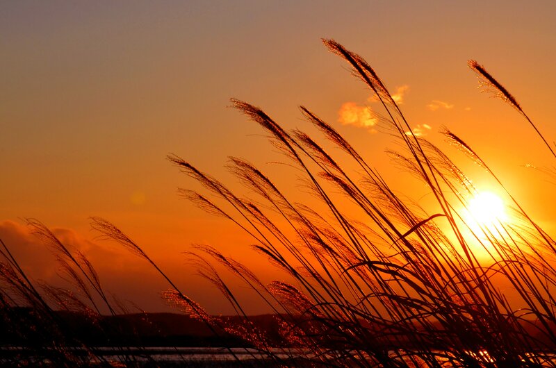 Silhouetted Reeds at Sunset — Orange, Serene, Photograph, Sun, Sky