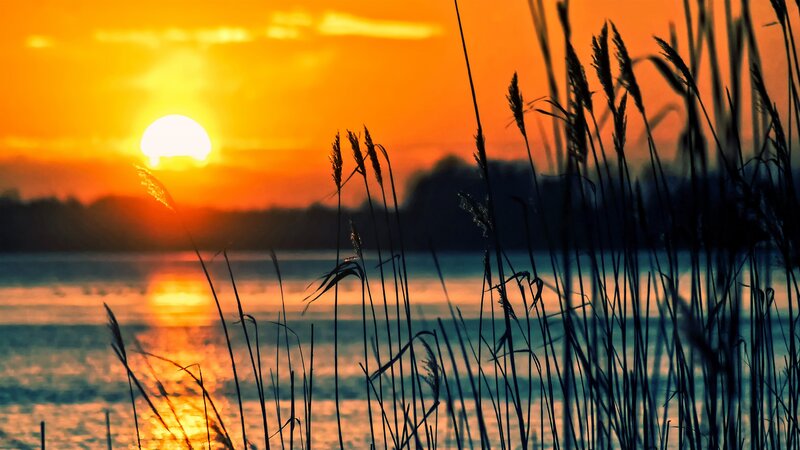 Silhouetted Reeds at Sunset — Orange, Serene, Photograph, Sun, Water
