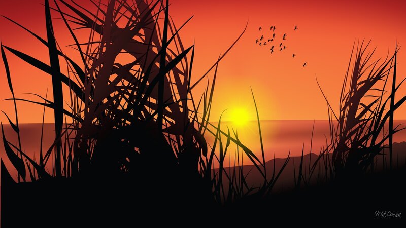 Silhouetted Reeds at Sunset — Orange, Serene