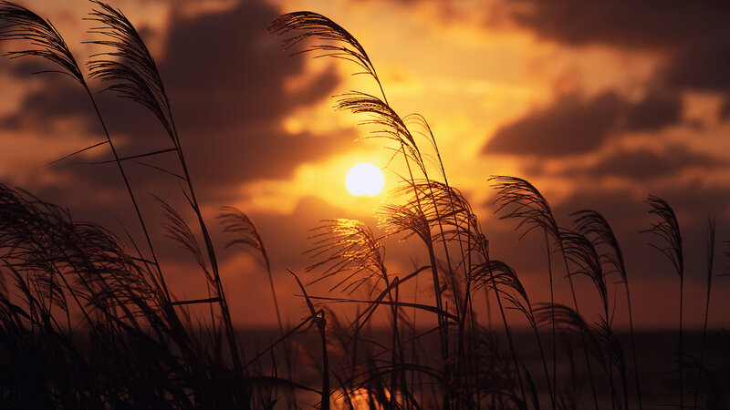 Silhouetted Reeds at Sunset — Orange