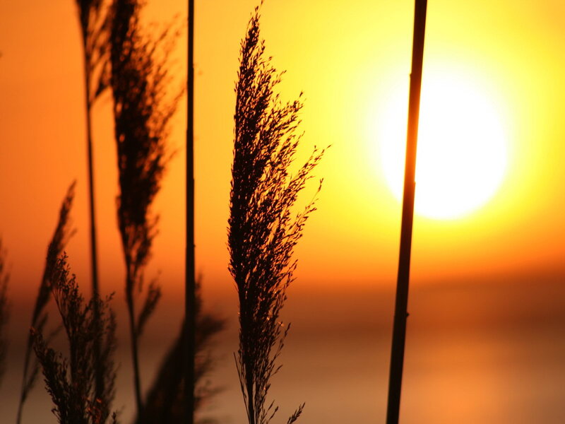 Silhouetted Reeds at Sunset — Photograph