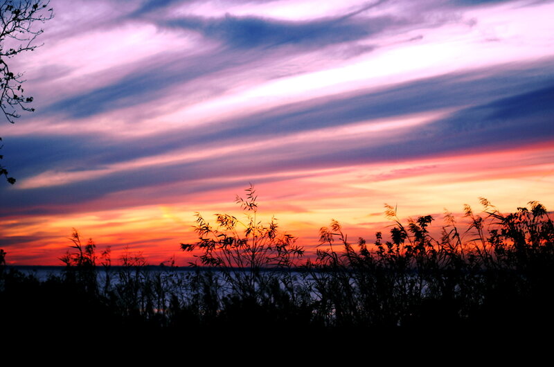 Silhouetted Reeds at Sunset — Purple, Dramatic
