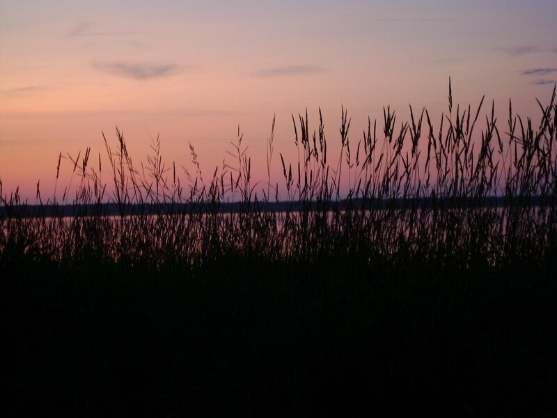 Silhouetted Reeds at Sunset — Purple, Serene, Photograph, Lake