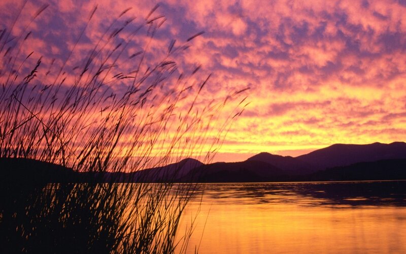 Silhouetted Reeds at Sunset — Purple, Serene