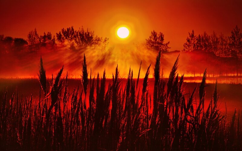 Silhouetted Reeds at Sunset — Red, Dramatic, Photograph, Sun