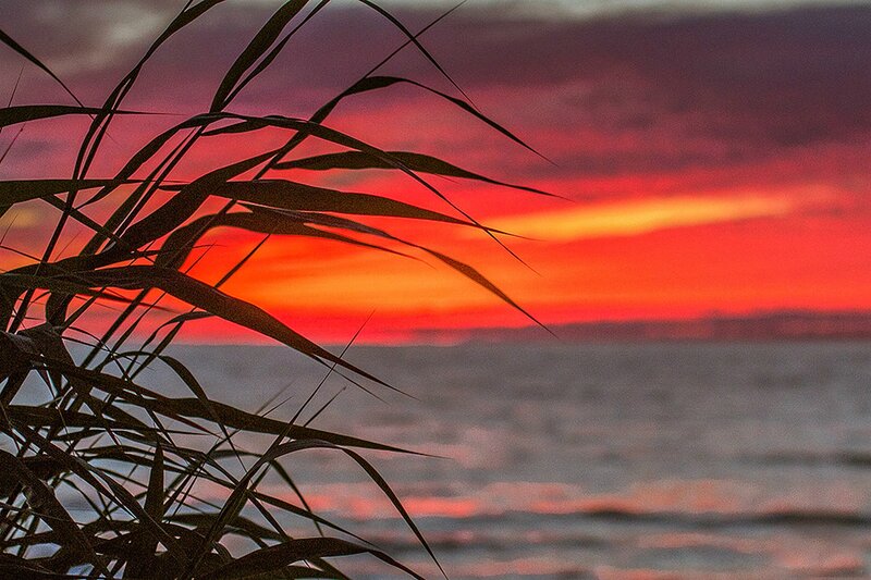 Silhouetted Reeds at Sunset — Red, Dramatic, Photograph