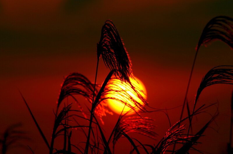 Silhouetted Reeds at Sunset — Red, Dramatic