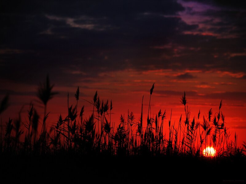 Silhouetted Reeds at Sunset — Red