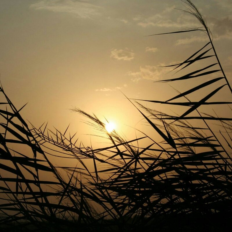 Silhouetted Reeds at Sunset — Yellow, Serene