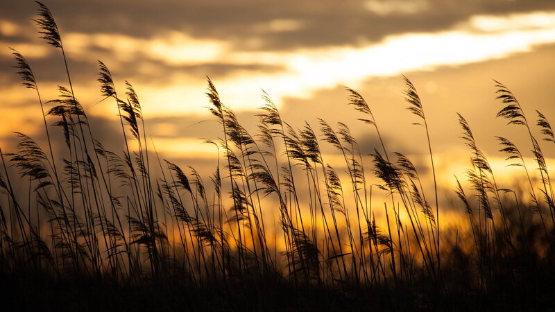 Silhouetted Reeds at Sunset — Yellow