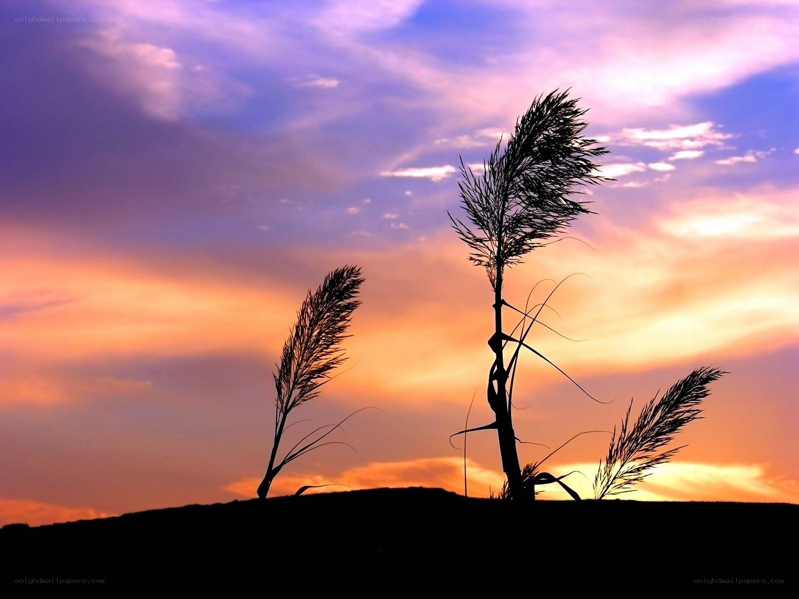 Silhouetted reeds at sunset