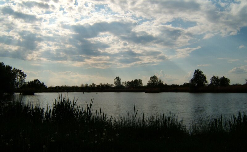 Silhouetted Reeds by Lake — Blue