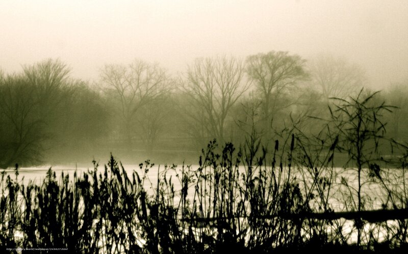 Silhouetted Reeds by Lake