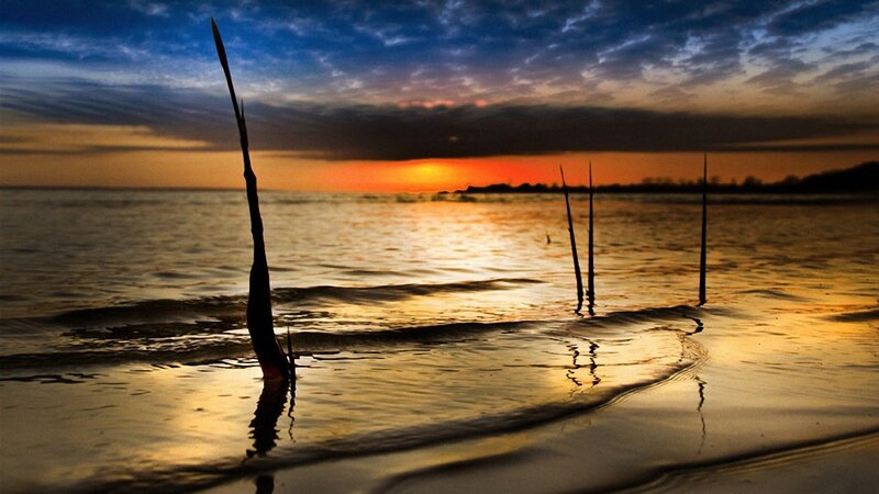 Silhouetted Reeds in Water — Blue