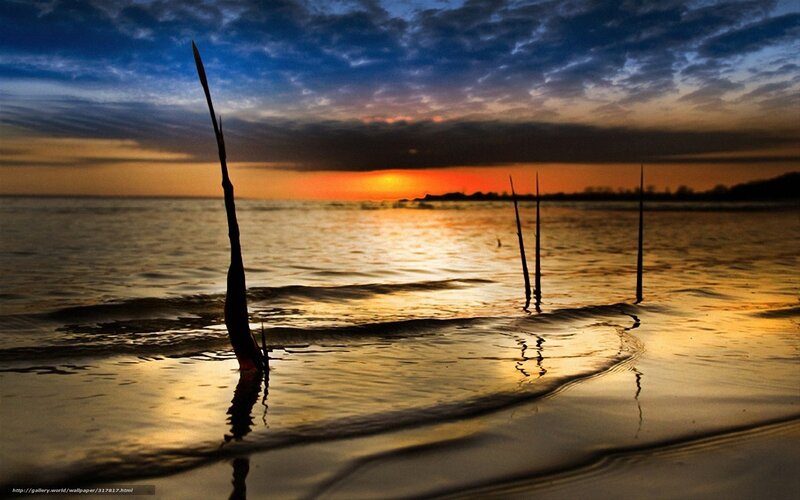 Silhouetted Reeds in Water